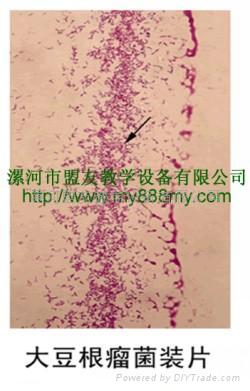 水蛭横切 生物切片