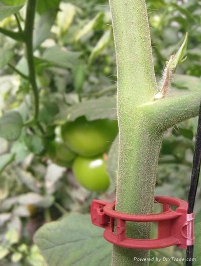 Grafting Tomatoes Supplies