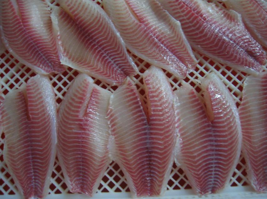 frozen tilapia fillet,China price supplier 21food