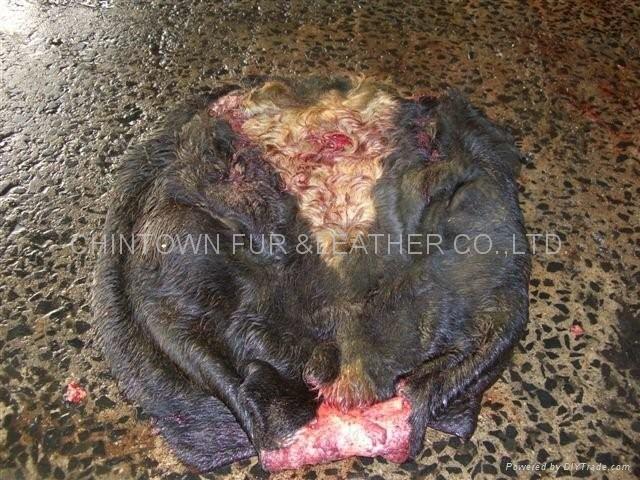 Wet Salted cow head skin,belly Wet Salted cow head skin,belly