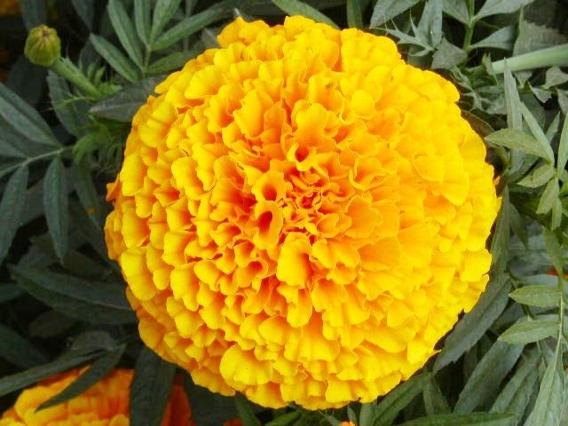 marigold_cúc vạn thọ