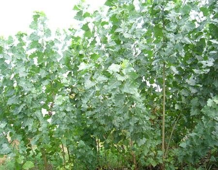 优质杨树 (中国 河北省 生产商) - 绿化苗木 - 园艺
