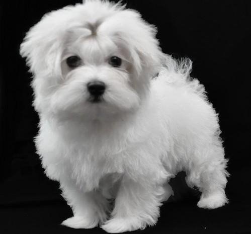 Maltese Puppies on Maltese Puppies For Sale   1200  Cameroon Manufacturer    Live Animals