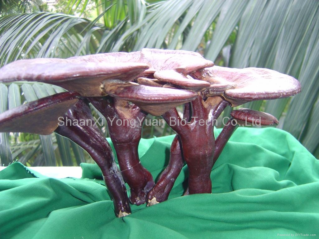 Reishi Mushroom Extract