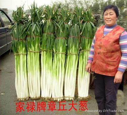 家禄三号章丘大葱种 - dacong (中国 山东省 生