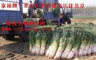 章丘大葱栽培技术 - dacong - 家禄 (中国 山东省