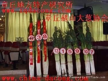 章丘大葱栽培技术 - dacong - 家禄 (中国 山东省