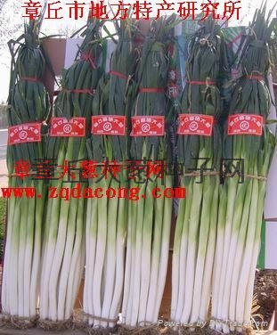 章丘大葱栽培技术 - dacong - 家禄 (中国 山东省