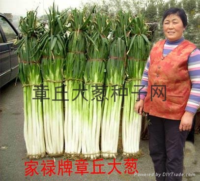 章丘大葱种子 - jia lu - 家禄牌 (中国 山东省 生产