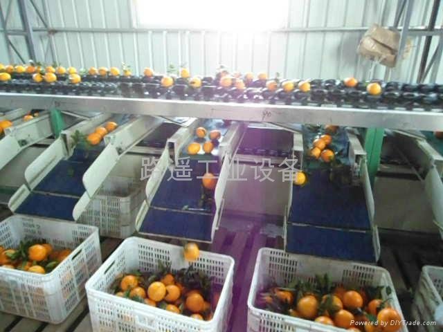 水果分拣线 (中国 广东省 生产商) - 输送设备 - 通