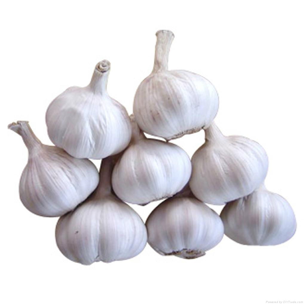 Chinese Garlic (China Trading Company) - Agriculture ...