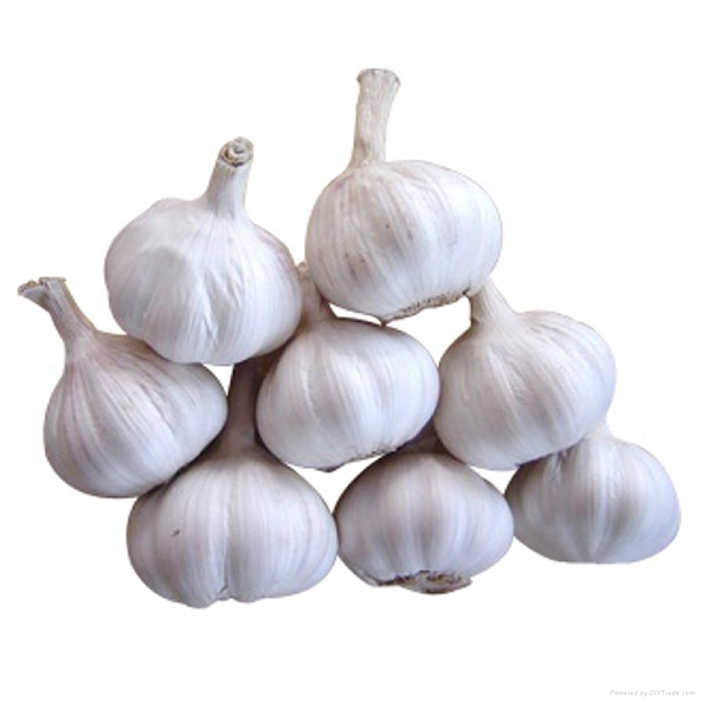 China Garlic