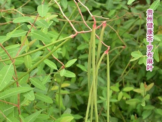 罗布麻叶+dogbane+leaf
