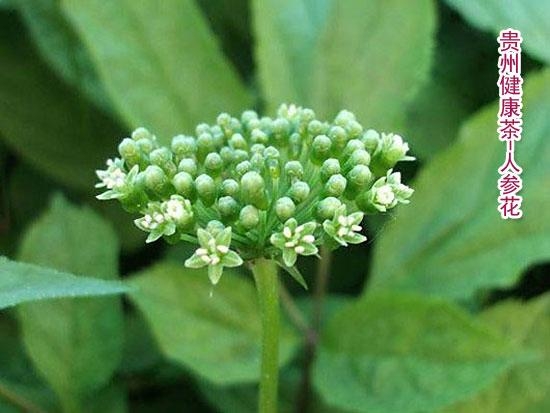 Ginseng Flower