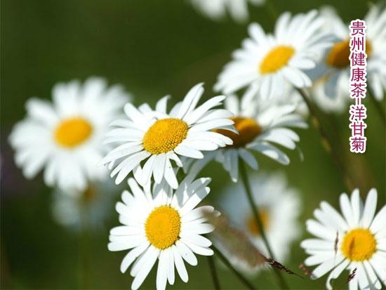 洋甘菊 罗马洋甘菊 德国洋甘菊 chamomile