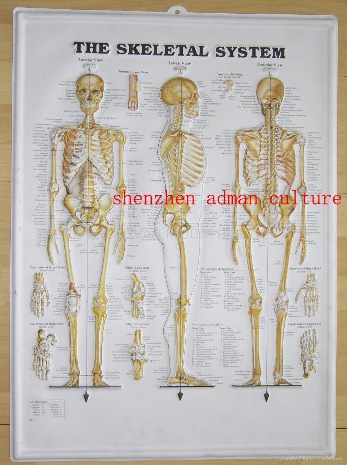human body anatomy. 3D EMBOSSED HUMAN BODY ANATOMY