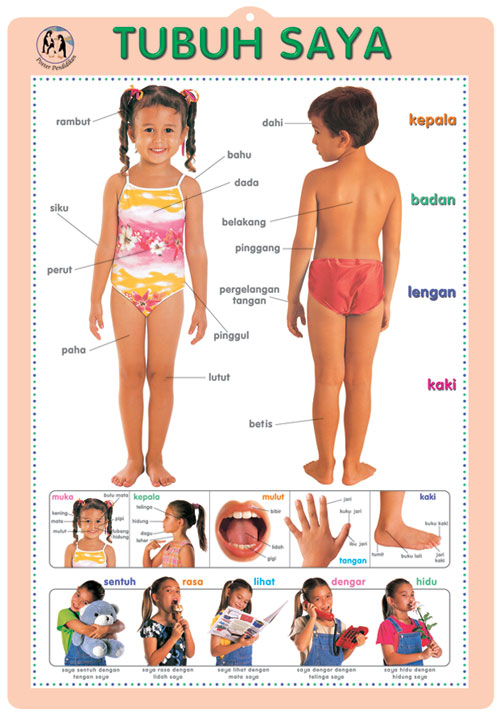 diagrams of human body. diagrams of human body. diagrams of human body.