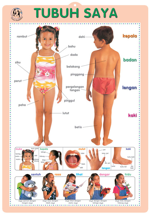 Body Charts