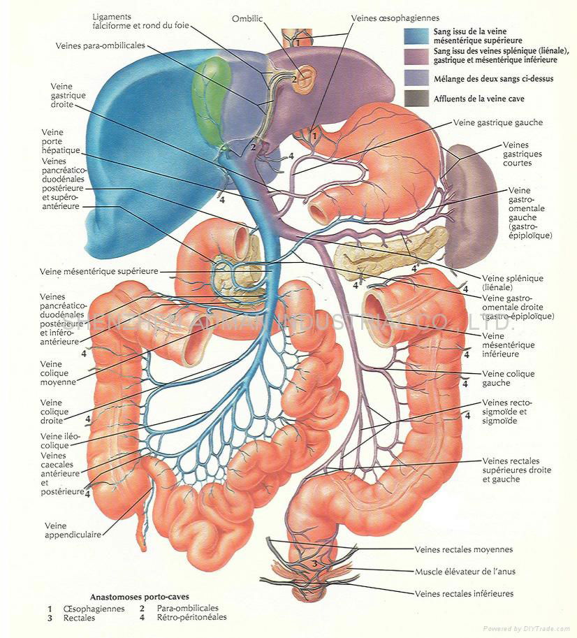 human body