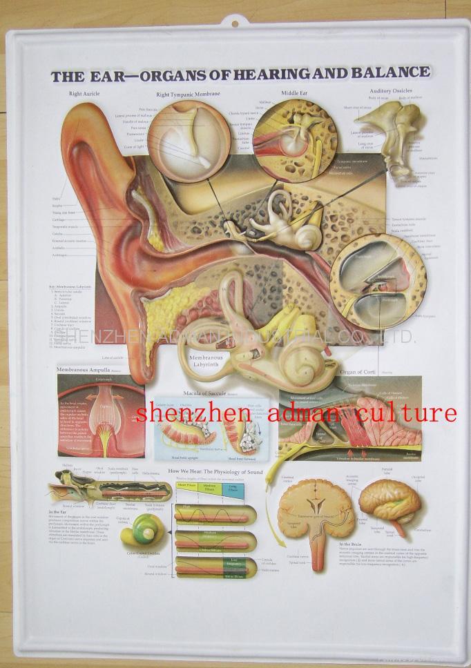 human body anatomy. THE HUMAN BODY ANATOMY OUT