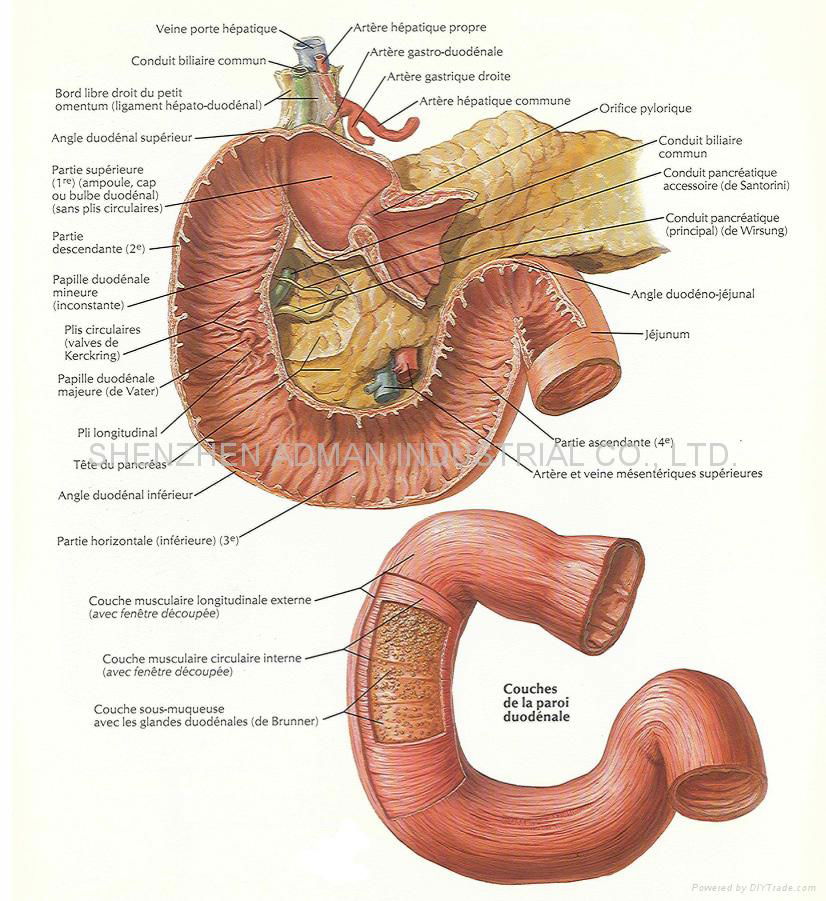 human anatomy chart. human anatomy chart.