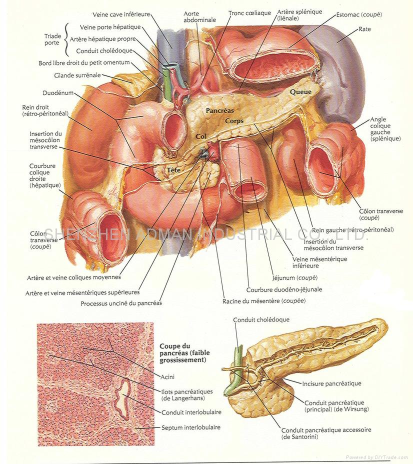 diagrams of human body. diagrams of human body.