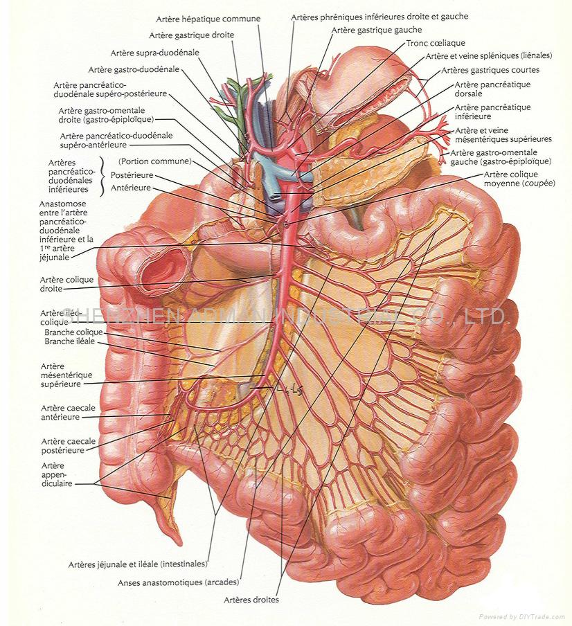 Printable Human Anatomy Charts