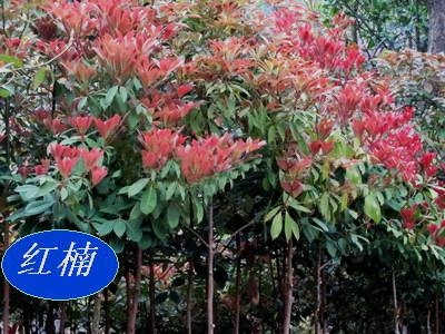 中华红润楠苗 4