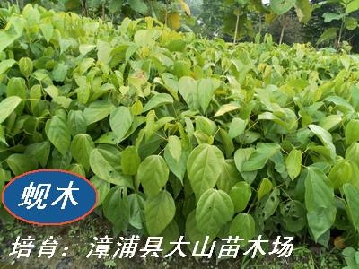 蚬木红木 2