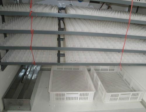 poultry incubator 5