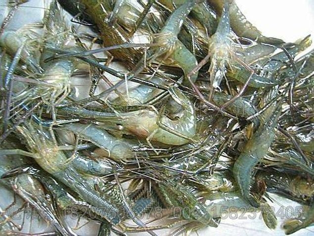 电子捕虾器
