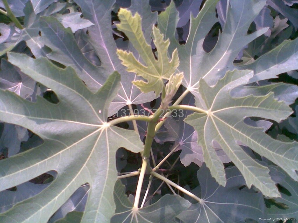 新鲜无花果叶+3