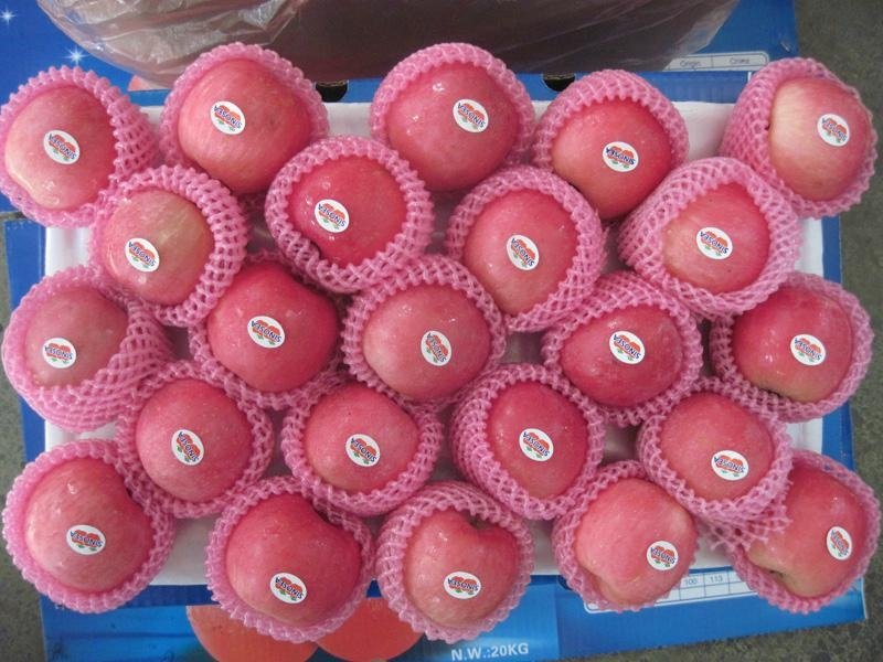 红富士苹果 (中国 山东省 贸易商) - 水果 - 农产品