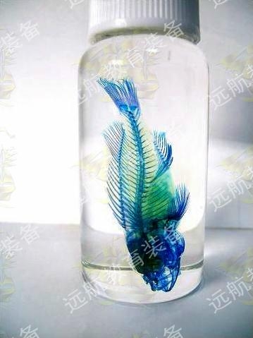 猫骨骼标本,乌龟骨骼标本_动物世界 标本 鱼解剖浸制标本,蛙解剖浸制标本,蜥蜴解剖浸制标本,鸽解剖浸制标本,兔解剖浸制标本,鼠解剖浸制标本,蛙发育顺序标本,鸡的胚胎发育标本,脊椎动物五纲脑比较标本,脊椎动物五纲心比较标本,蛙的消化、泄殖系统标本,鸽的消化、泄殖系统标本,兔消化系统标本,兔神经系统标本,河蚌解剖标本,蚯蚓解剖标本, 水蛭标本,沙蚕标本,蛔虫标本,蝗虫生活史标本,蜜蜂生活史标本,竹节虫拟态标本,家蚕生活史标本,菜粉蝶生活史标本,验证基因的分离规律标本,验证基因的自由组合规律标本,验证基因的连锁与互换规律标本,尺蠖拟态标本,兔骨骼