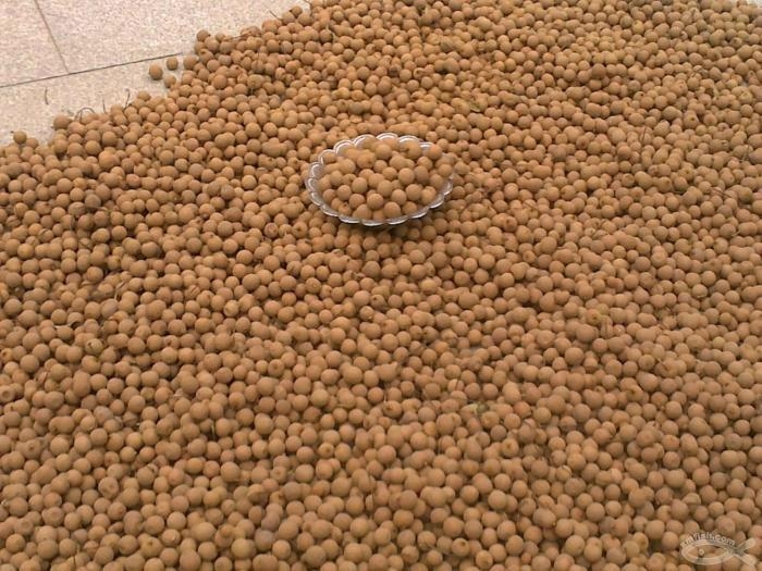 龙眼干烘干机哪种好 老龙眼牌子同款