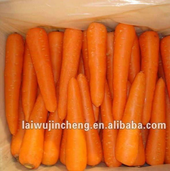 fresh carrot