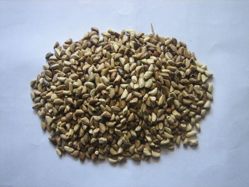 墨西哥玉米草种子 (中国 江西省 生产商) - 库存