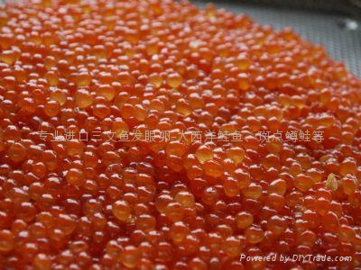斑点鳟鲑鱼卵 发眼卵 3倍体 - 三倍体 (中国 山东省 贸易商) - 水产 - 农产品及物资 产品 「自助贸易」