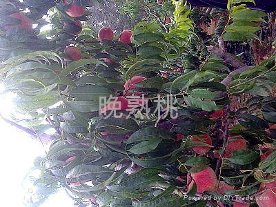 桃树新品种 - 晚熟 (中国 山东省 生产商) - 库存农