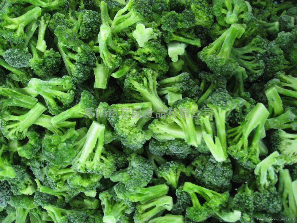 CHINA IQF FROZEN broccoli (中国 山东) - 