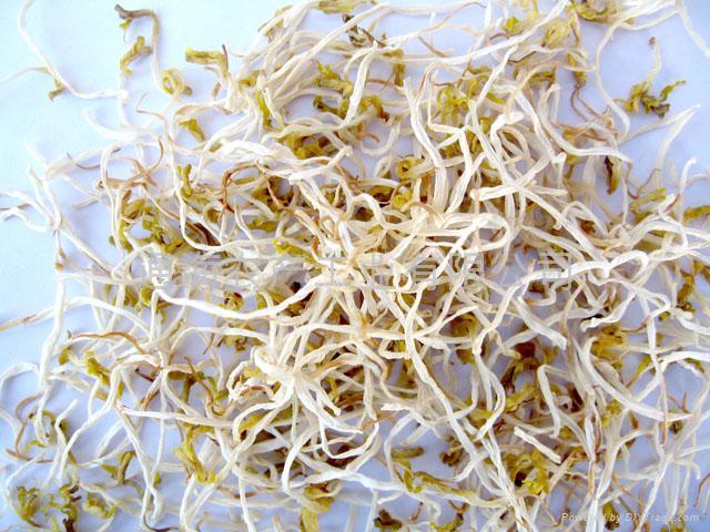 mung bean sprouts countenance