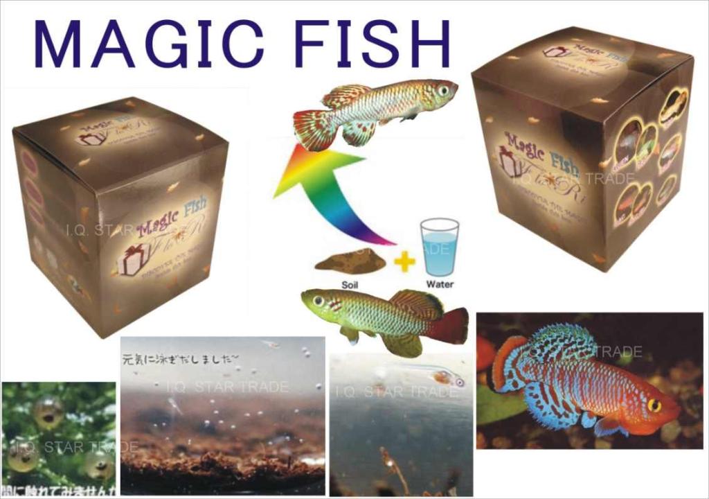 Magic Fish (Taiwan Manufacturer) Birthday Gifts & Crafts Festival