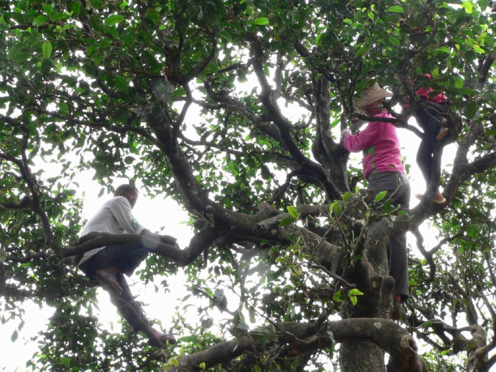 勐库公弄布朗寨千年古树茶-+2008-5-X+-+艾腊(生饼)+(中国