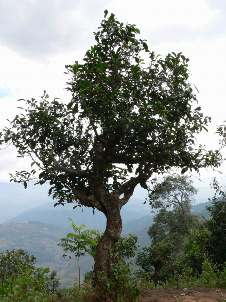 勐库公弄布朗寨千年古树茶