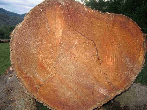 Hardwoods And Softwoods. HARDWOODS,SOFTWOODS,