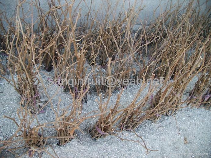 供应猕猴桃苗 - 嫁接 (中国 陕西省 生产商) - 种子