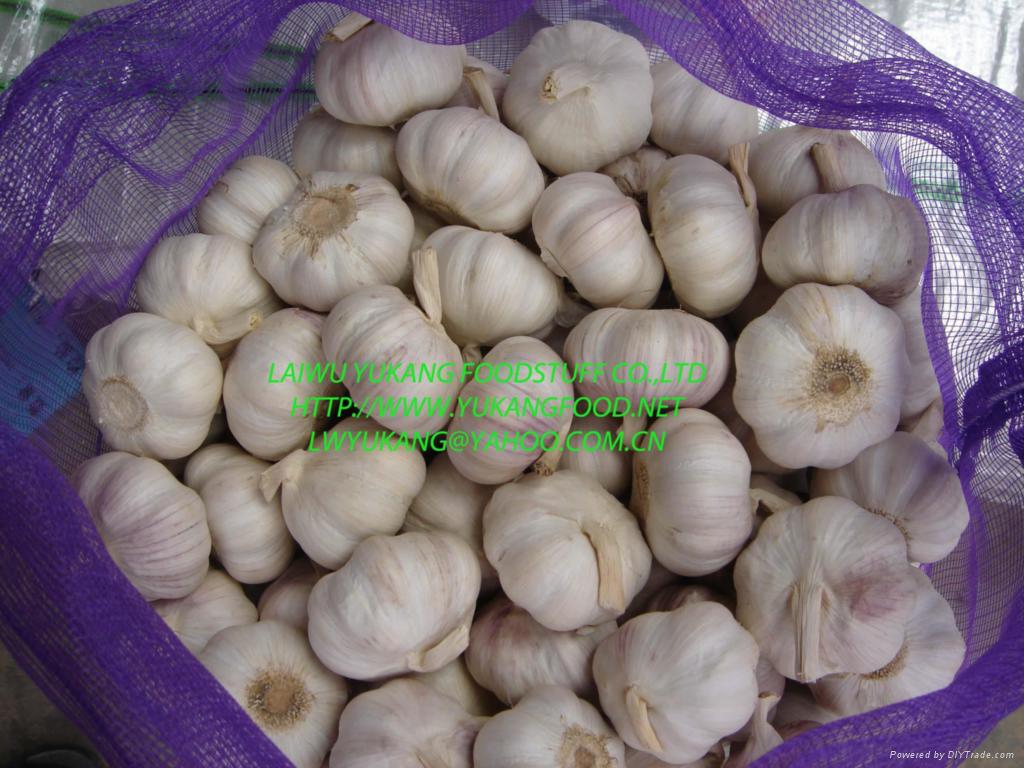 China Garlic