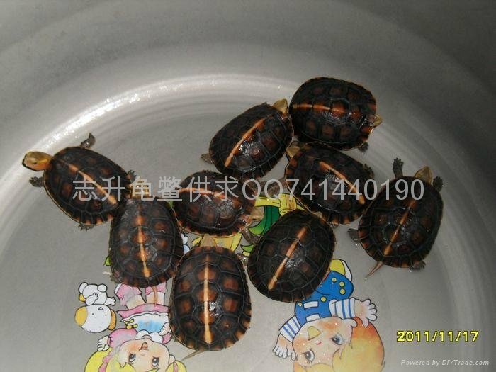 安徽黄缘盒龟苗 - 2010年的自然过冬苗 (中国 广