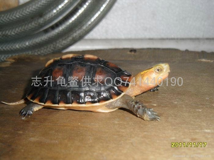 安徽黄缘盒龟苗 - 2010年的自然过冬苗 (中国 广