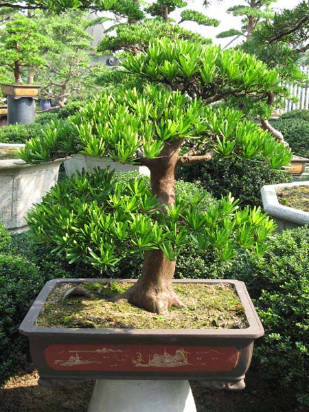 http://img.diytrade.com/cdimg/513914/3250528/0/1175333059/Podocarpus_macrophyllus_bonsai.jpg
